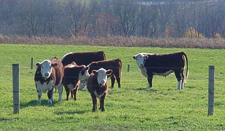 Livestock, Poultry, Stored Crops, and Hay